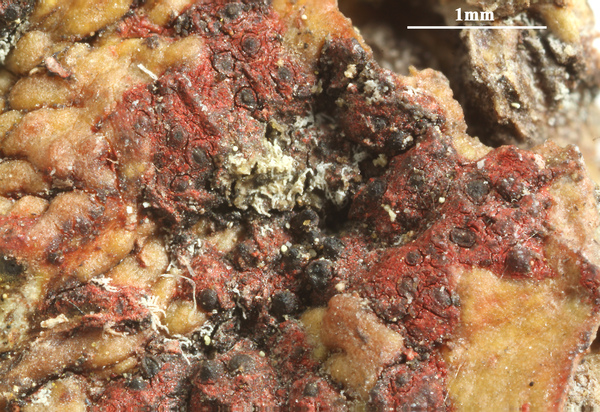 Astrothelium coccineum Córd.-Cháv., Aptroot & M. Cáceres