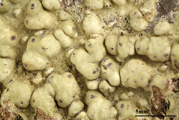 Astrothelium confluens (Müll. Arg.) Aptroot & Lücking