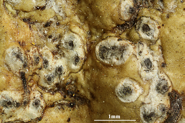 Astrothelium conjugatum Weerakoon & Aptroot