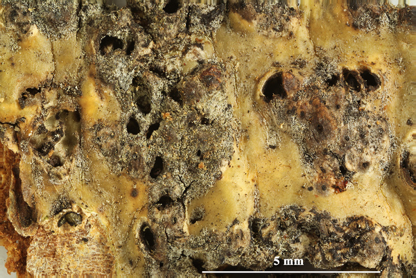 Astrothelium curvisporum Aptroot & M. Cáceres