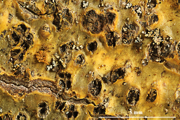 Astrothelium decemseptatum Aptroot & M. Cáceres