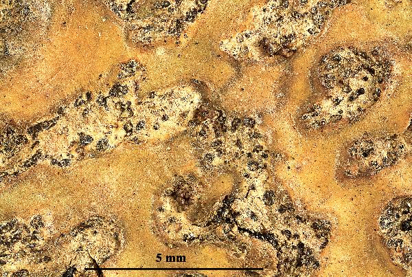 Astrothelium defossum (Müll. Arg.) Aptroot & Lücking