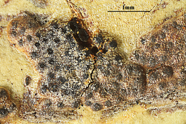 Astrothelium degenerans (Vain.) Aptroot & Lücking