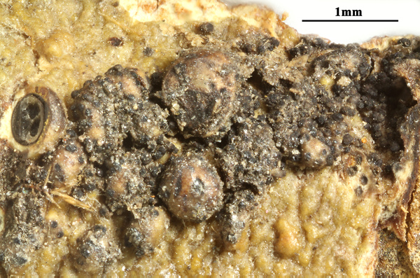 Astrothelium dissimilum (Makhija & Patw.) Aptroot & Lücking