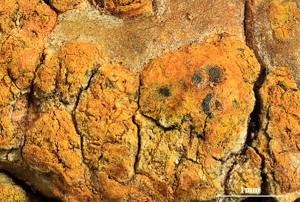 Astrothelium ferrugineum (Müll. Arg.) Aptroot & Lücking