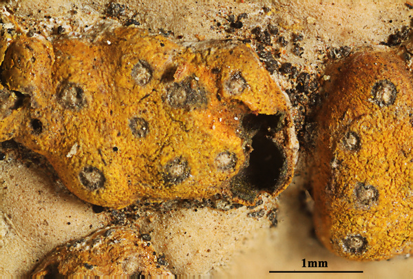 Astrothelium flavoduplex Aptroot & M. Cáceres