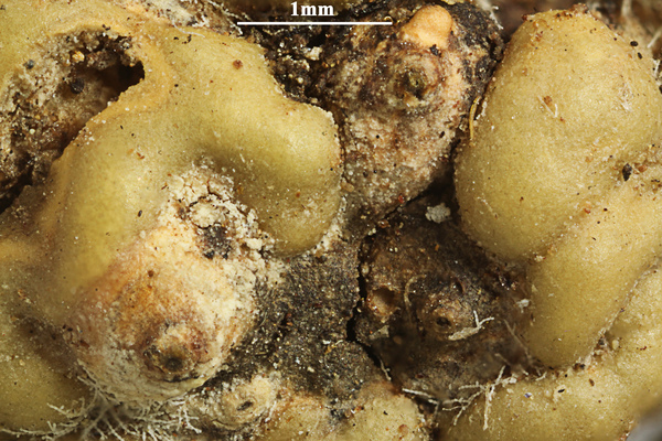 Astrothelium flavomegaspermum Aptroot & Etayo