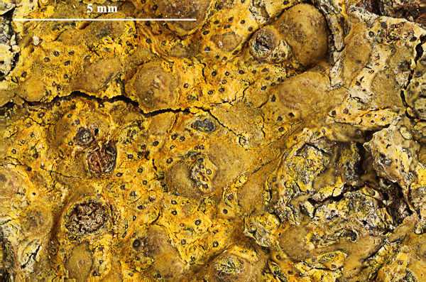 Astrothelium flavostromatum Aptroot & M. Cáceres