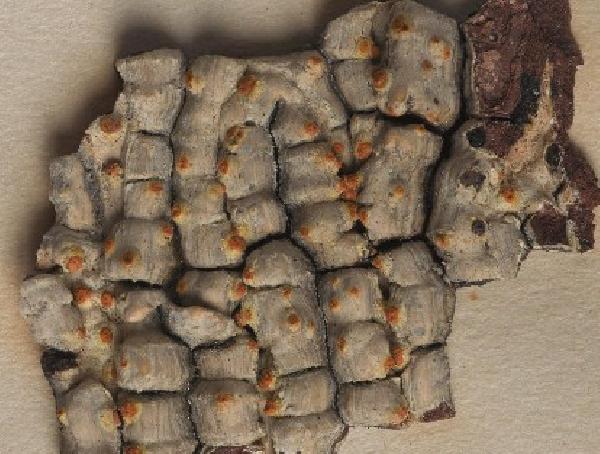 Astrothelium galbineum Kremp.