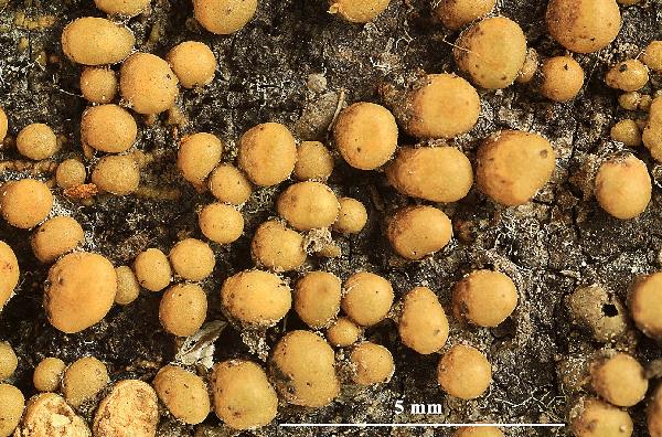 Astrothelium globosum Aptroot & M. Cáceres