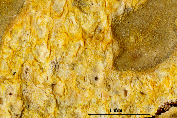 Astrothelium graphicum Aptroot & S.M. Martins