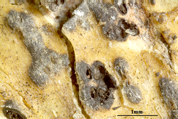 Astrothelium himalayense (Upreti & Aptroot) Aptroot & Schumm