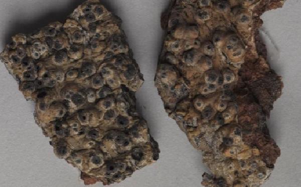 Astrothelium indicum (Upreti & Ajay Singh) Aptroot & Lücking