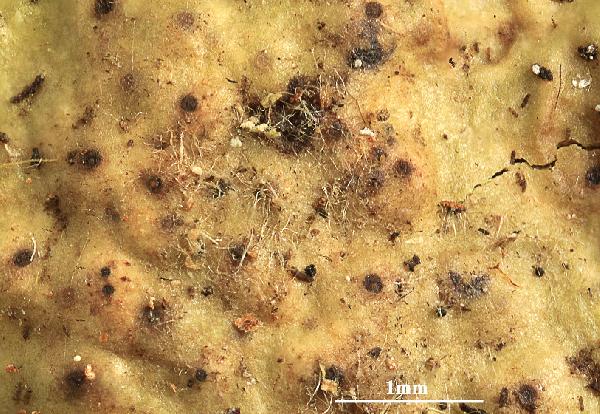 Astrothelium intermedium Aptroot & Lücking