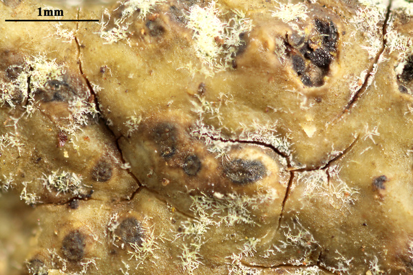 Astrothelium introflavidum Aptroot & M. Cáceres