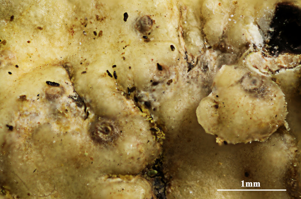 Astrothelium irregulare (Müll. Arg.) Aptroot & Lücking