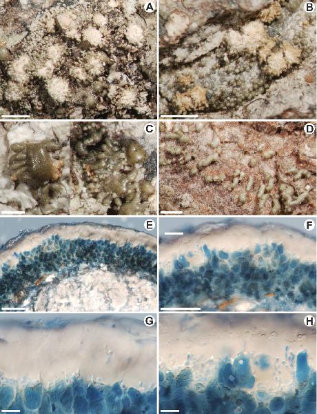 Astrothelium isidiatum Kukwa, Flakus & Rodr. Flakus