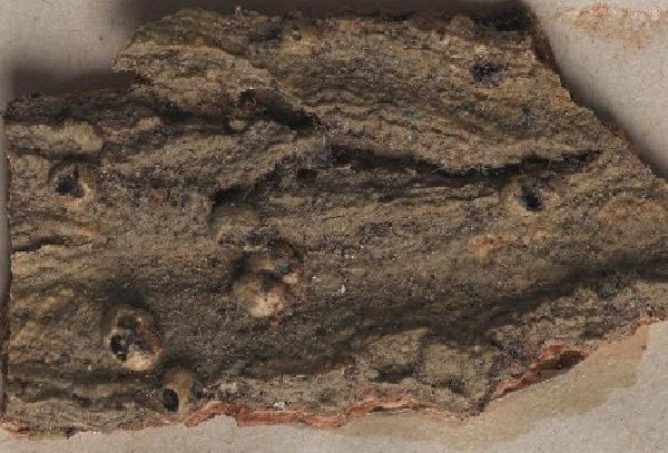 Astrothelium leucoconicum Nyl.