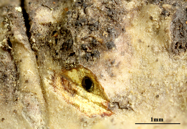 Astrothelium luridum (Zahlbr.) Aptroot & Lücking