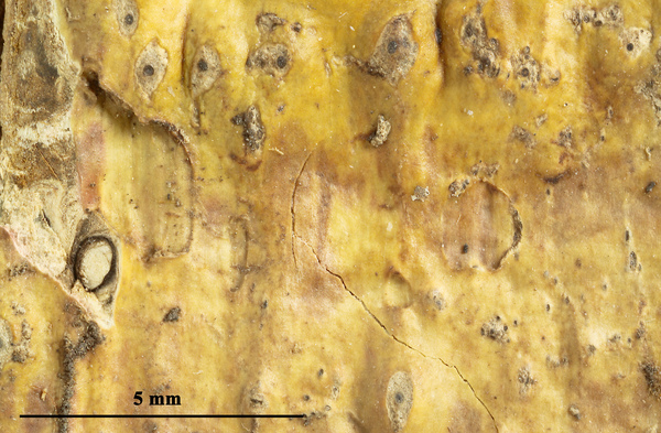 Astrothelium macrosporum (Makhija & Patw.) Aptroot & Lücking