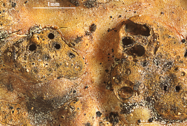 Astrothelium mesoduplex Aptroot & M. Cáceres