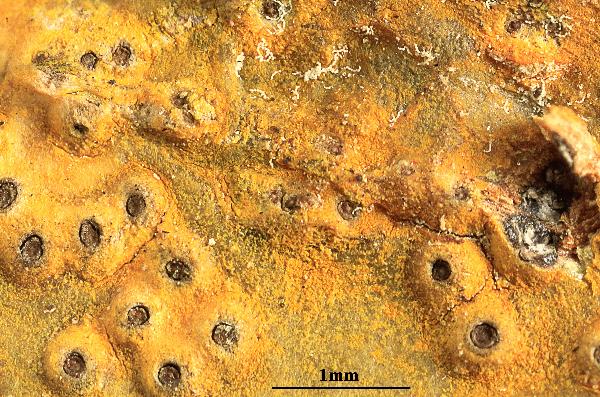 Astrothelium neogalbineum (R.C. Harris) Aptroot & Lücking