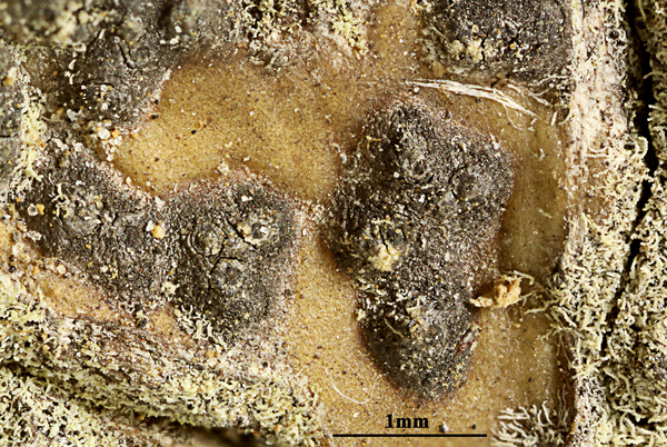 Astrothelium nigrum Aptroot & M. Cáceres