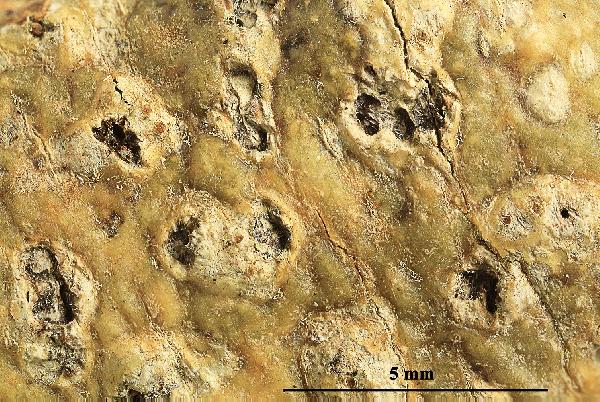 Astrothelium norisianum Lücking, M.P. Nelsen & Aptroot