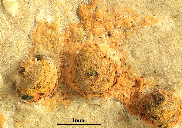 Astrothelium ochrothelium (Nyl.) Müll. Arg.