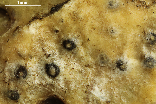 Astrothelium olivaceofuscum (Zenker) Aptroot & Lücking