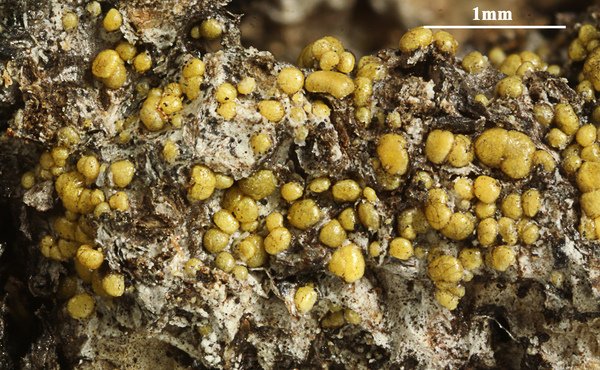 Astrothelium papillosum (P.M. McCarthy) Aptroot & Lücking