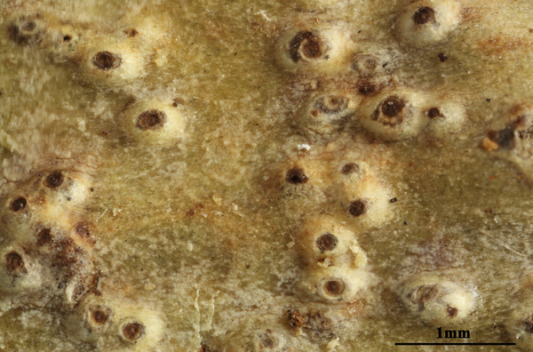 Astrothelium pupula (Ach.) Aptroot & Lücking