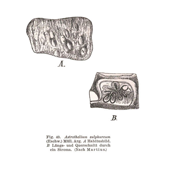 Astrothelium pyrenastrosulphureum Aptroot & Lücking