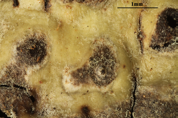 Astrothelium quatuorseptatum Aptroot & M. Cáceres