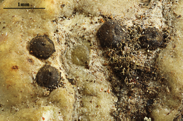 Astrothelium robustum Müll. Arg.