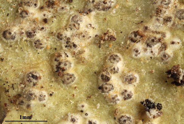 Astrothelium rufescens (Müll. Arg.) Aptroot & Lücking