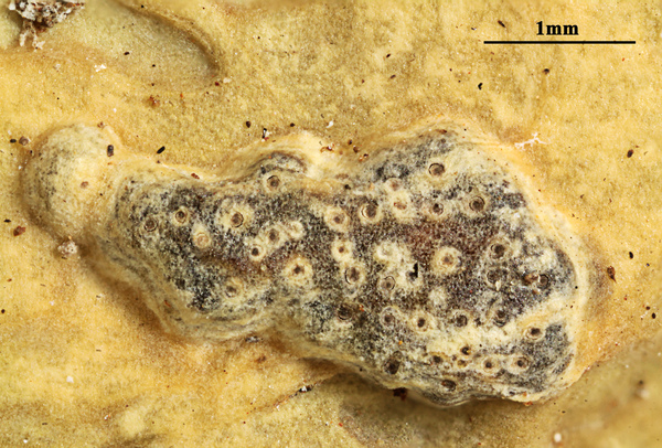 Astrothelium stromatofluorescens Aptroot & M. Cáceres