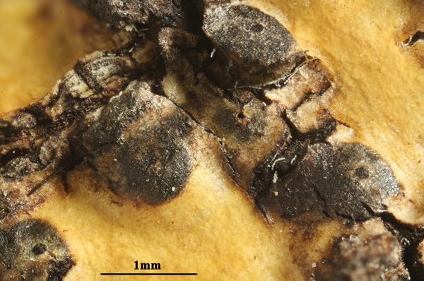 Astrothelium subdisjunctum (Müll. Arg.) Aptroot & Lücking