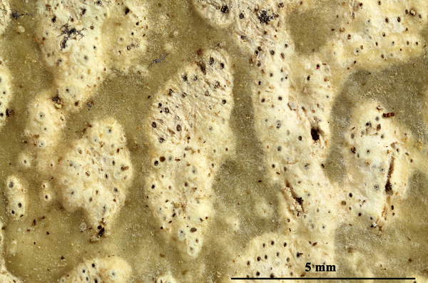 Astrothelium subinterjectum Lücking, M.P. Nelsen & Jungbluth