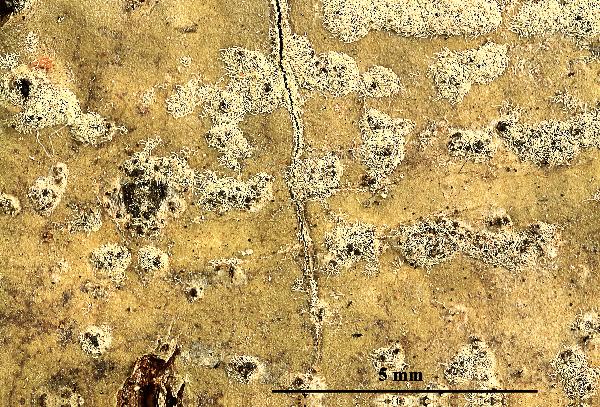 Astrothelium subvariolosum Makhija & Patw.