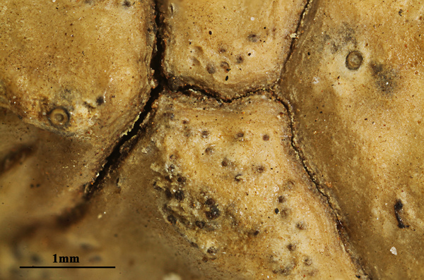 Astrothelium testudineum Aptroot & M. Cáceres