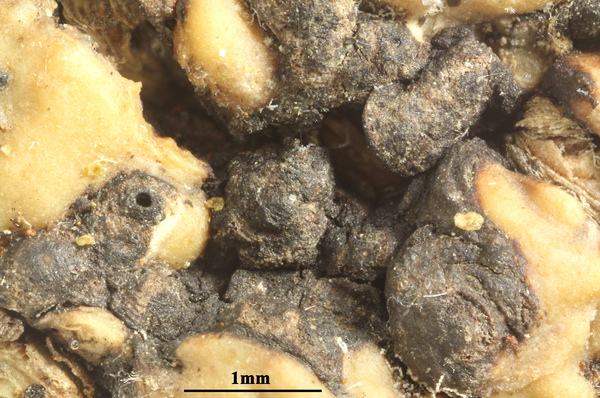 Astrothelium variatum (Nyl.) Aptroot & Lücking