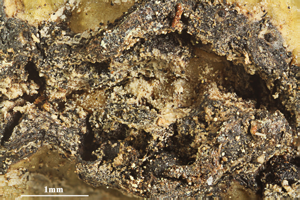 Astrothelium xanthosuperbum Aptroot & M. Cáceres