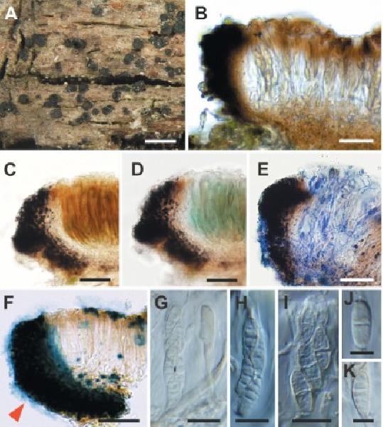 Atrodiscus fagicola Malíček, Palice & Vondrák