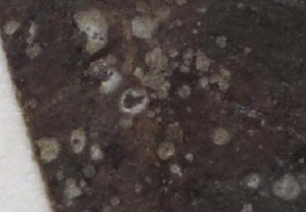 Aulaxina africana (Vain.) Zahlbr.