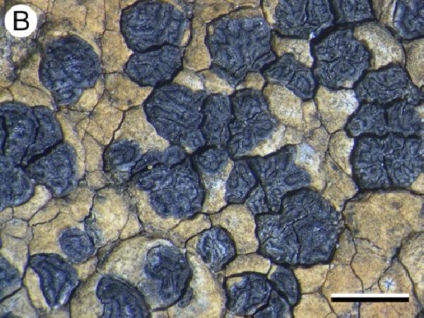 Aurantiothallia tasmanica (Fryday) Fryday, U. Rupr. & Kantvilas