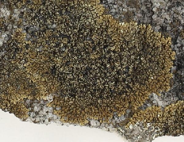 Australiaena streimannii Matzer, H. Mayrhofer & Elix
