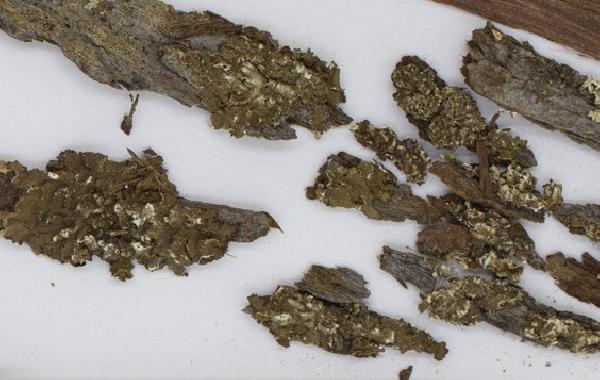 Austromelanelixia fuscosorediata (Essl.) Divakar, A. Crespo & Lumbsch