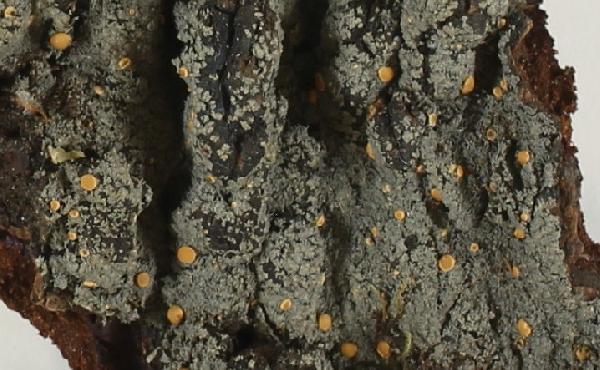 Austroparmeliella rosettiformis (Henssen) P.M. Jørg.