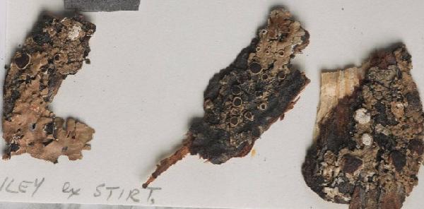 Austroparmelina pruinata (Müll. Arg.) A. Crespo, Divakar & Elix